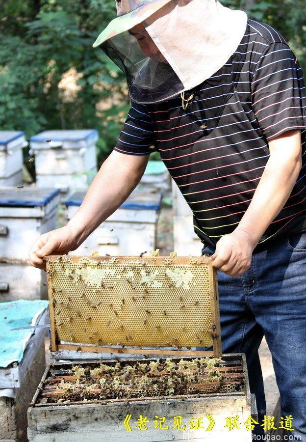 嵩山养蜂人“蜂疗”二十多年 救了近千“绝症”不收一分钱
