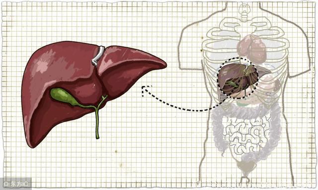 中医怎么治脂肪肝：从脾认识脂肪肝