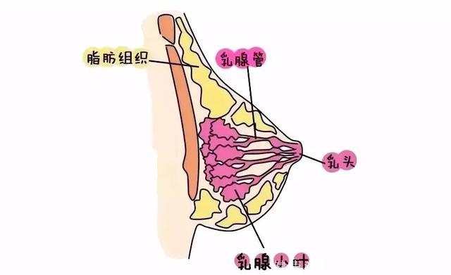 这些乳腺增生的症状，很容易被当成来大姨妈的信号，看看你有吗？