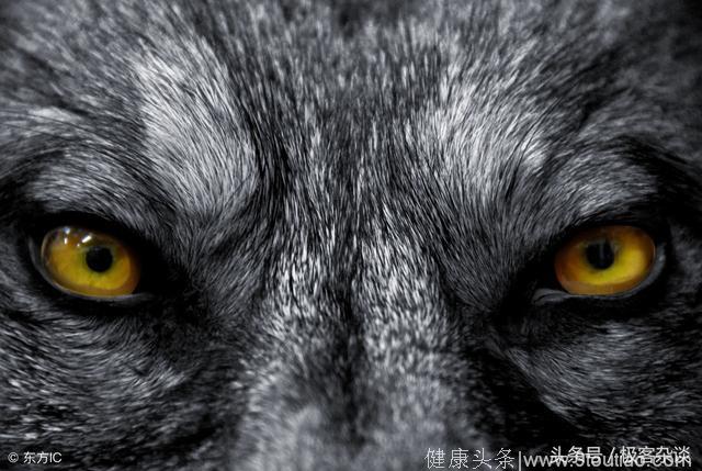 心理学：哪对狼眼睛最凶？看穿你能否委婉的拒绝别人！