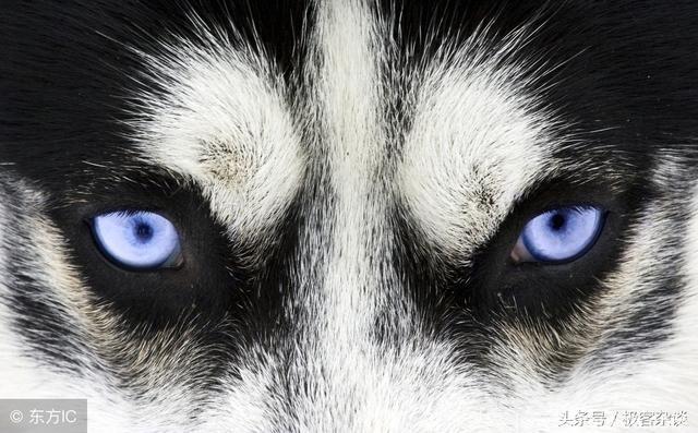 心理学：哪对狼眼睛最凶？看穿你能否委婉的拒绝别人！