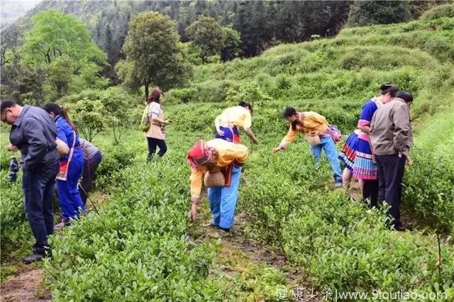 茶逸千里皇后山，少数瑶家民族情，住瑶家酒店，感受养生汤泉