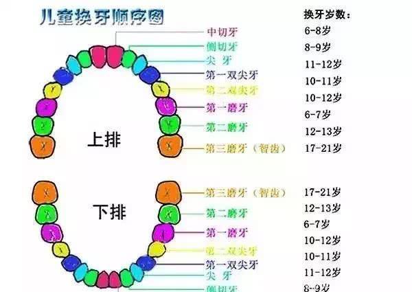 不要再扔了！孩子掉的“乳牙”在关键时刻有大作用！