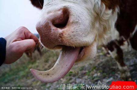 牛经常把舌头伸出口腔外，正常吗？