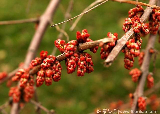 高血压降压不难，记住这几个方子，实力降压！