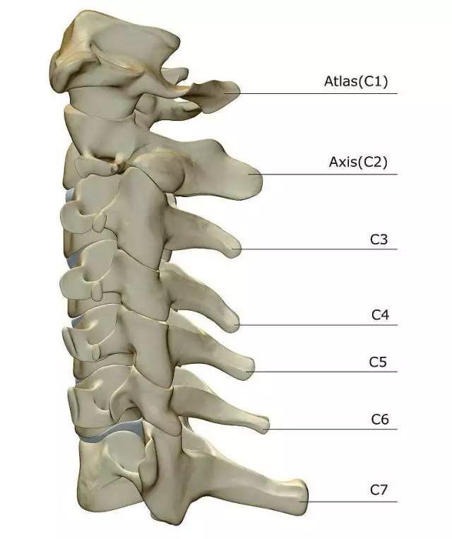 颈椎大椎位置图片图片