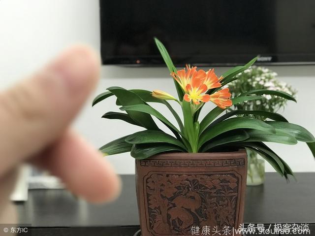 心理学：你会把哪盆花养在家里？测你下半年会收到什么好消息！