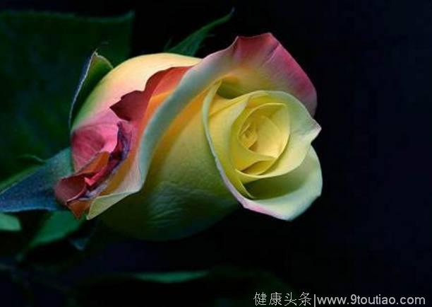 心理测试：4朵玫瑰花，你会收下哪朵？测你的异性缘！