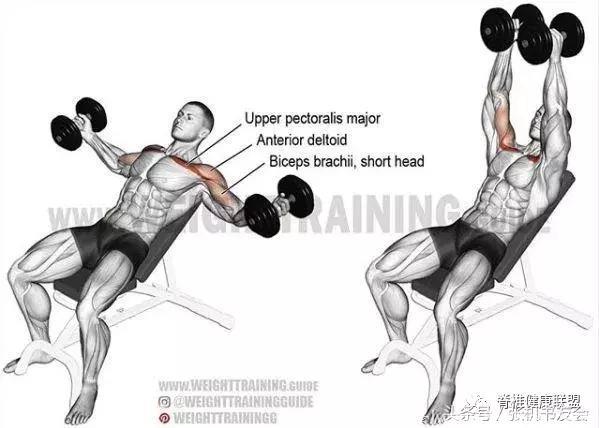 3D肌肉锻炼部位图