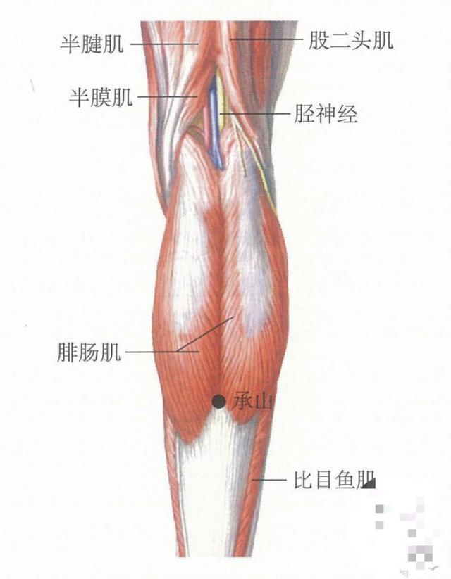 承山穴是迄今为止发现的去除人体湿气的最好的穴位，解游泳抽筋