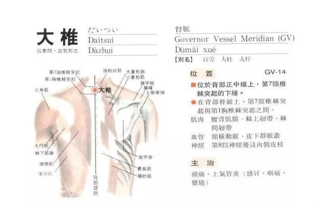 外感发热针刺这一穴位，退热迅速没有副作用