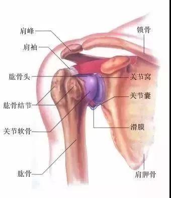 十一个瑜伽体式，改善肩部问题