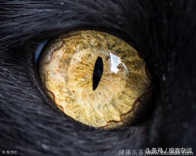 心理学：四只眼睛，哪只是猫的？测出你的智商是天生高还是后天高