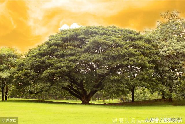 心理学：哪棵大树最有灵性？测你的善良会得到什么福报！