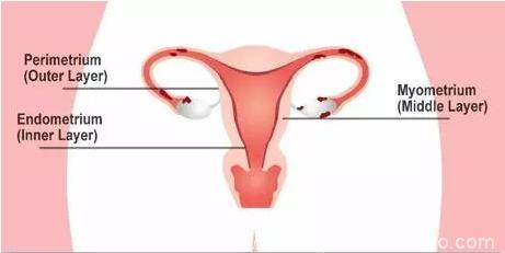 想怀孕？你的子宫内膜适合胚胎着床吗？
