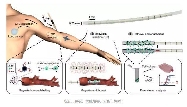 脑洞真大！斯坦福科学家发明磁“钓”癌细胞工具