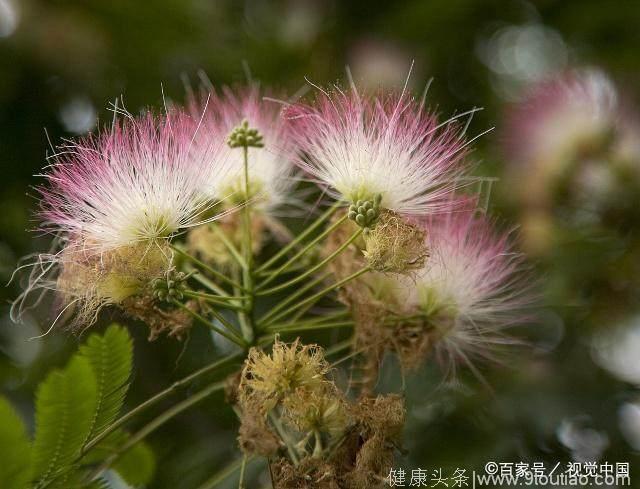 在家中养殖合欢花还能改善失眠，三个方法让你远离失眠的困扰