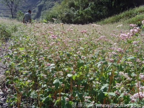 有种粗粮堪称“吸糖王”，平时坚持吃，悄悄改善糖尿病