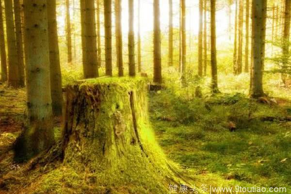 心理测试：选一片你认为最危险的森林，测出你的情商有多高