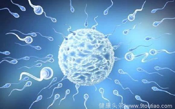 精子卵子在子宫内约会全过程！从出发到受孕，五道关卡约到不容易