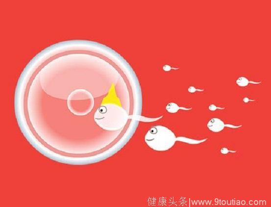 精子卵子在子宫内约会全过程！从出发到受孕，五道关卡约到不容易