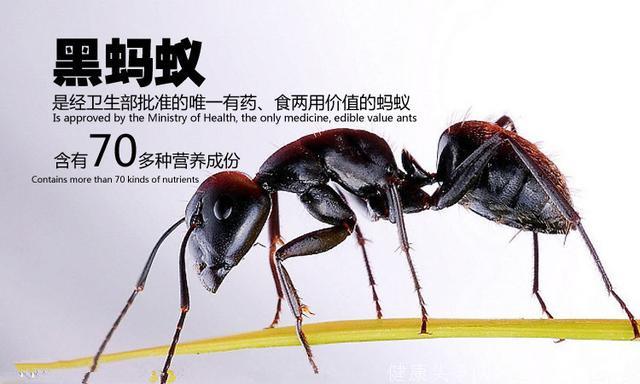 200元一斤的蚂蚁能治类风湿关节炎？扒一扒这个“玄乎”的土方
