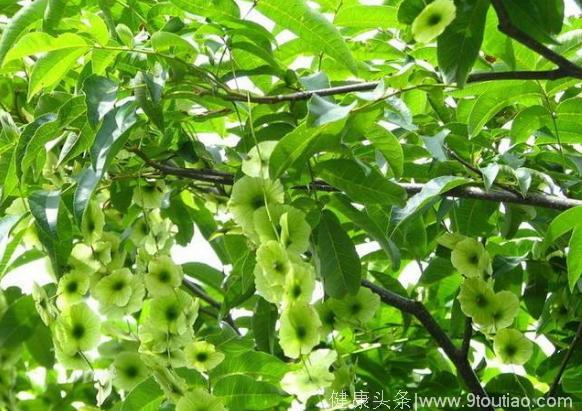 这种树仅存在中国，用树叶煮水喝可以降血糖，被称为“吸糖王”