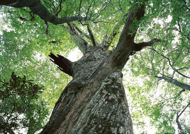 这种树仅存在中国，用树叶煮水喝可以降血糖，被称为“吸糖王”