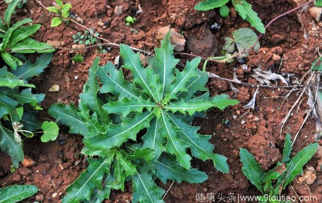 这一野菜学名叫“取麻菜”，药用价值高，是白血病和抗肿瘤的良药