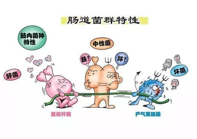 肠道菌群小科普之三：肠健康与高血压