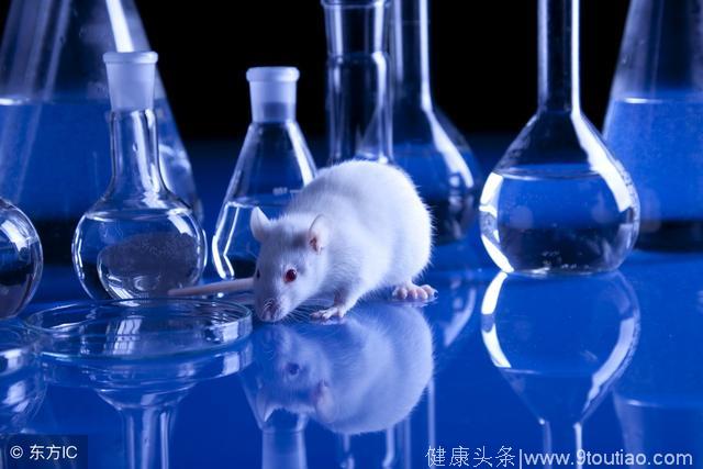 成功了！科学家治愈了小鼠的糖尿病，未来可能用于人体！