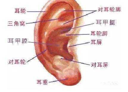 每天按耳朵的效果，居然能媲美刮痧、艾灸？耳部按摩手法学起来！