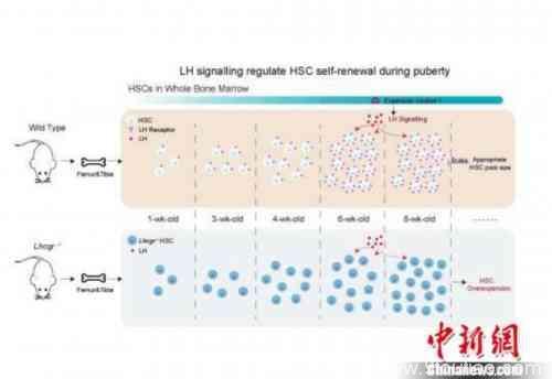 上海科学家揭示造血干细胞调控激素 或可干预白血病