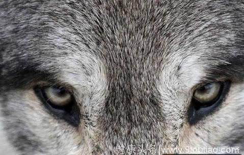 心理学：哪只狼眼睛最凶？秒测你是的智商高不高！