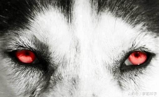 心理学：哪只狼眼睛最凶？秒测你是的智商高不高！