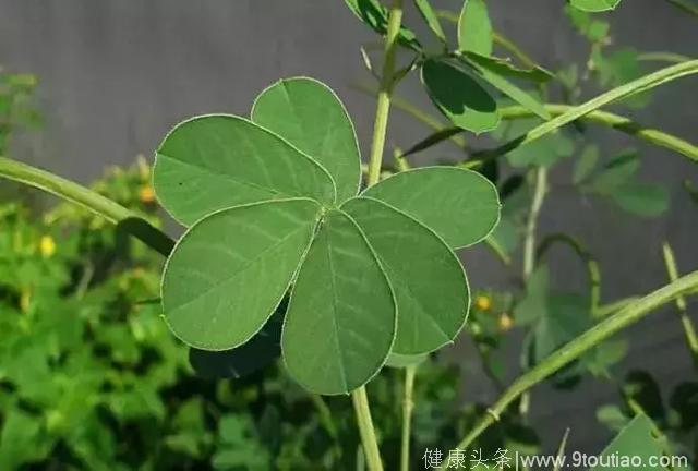 这花晒干后塞枕头里，专治头痛，让你一觉睡到天亮！