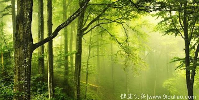 心理测试：哪个森林看上去最有生机？测你今生的寿命是多少？