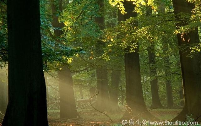 心理测试：哪个森林看上去最有生机？测你今生的寿命是多少？