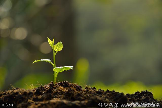 心理学：4种植物，你会选哪个？测你八月份的运势