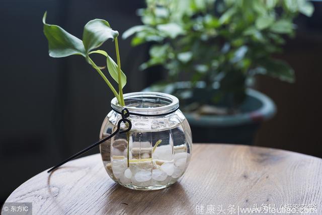 心理学：4种植物，你会选哪个？测你八月份的运势