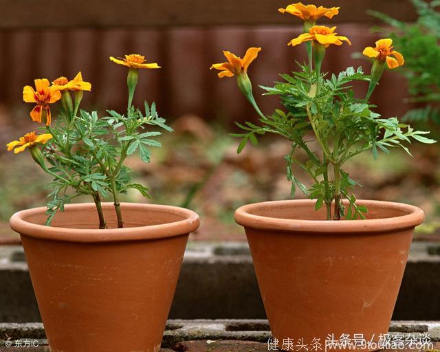 心理学：4种植物，你会选哪个？测你八月份的运势