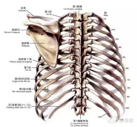 颈椎后结节定位图图片