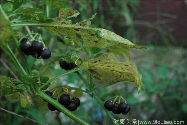 有一种野果子叫天天，也有人叫它悠悠，奶奶用它泡酒喝来治疗哮喘