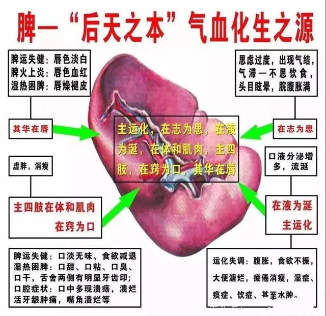 要健脾，找太白，小穴位，大作用！