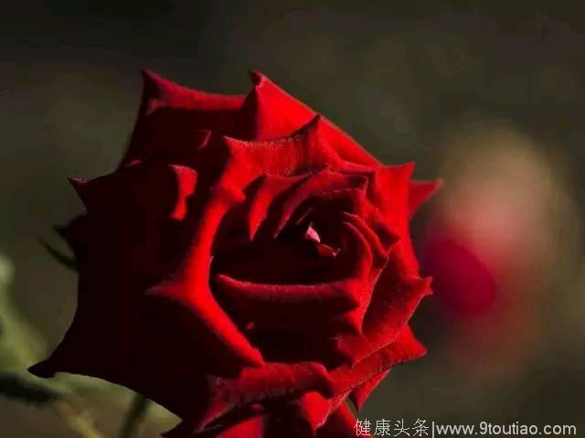 心理学：凭直觉选一朵玫瑰花，测出你前世的爱情是什么样的！
