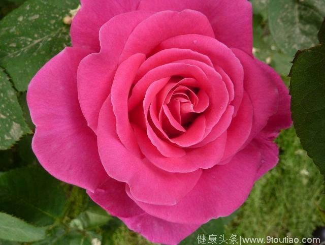 心理学：凭直觉选一朵玫瑰花，测出你前世的爱情是什么样的！