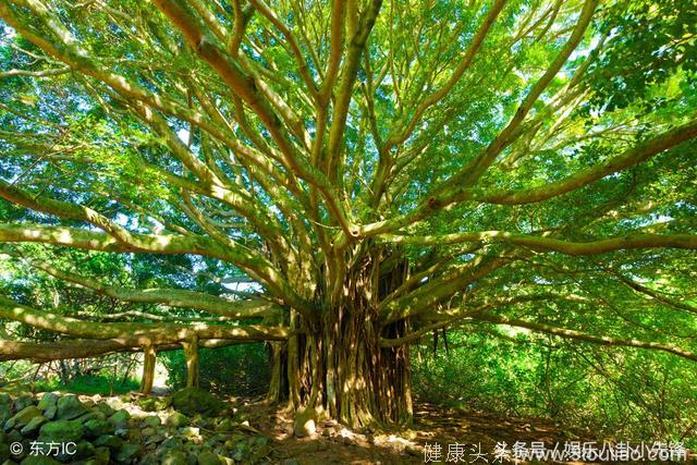 心理测试：哪棵树长的最茂盛？测你最近哪方面运气爆棚？