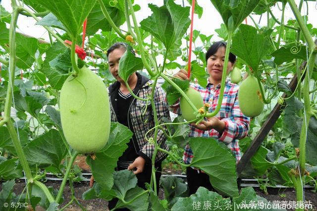 明日立秋！牢记3个养生重点！多吃3菜，3瓜，3汤，3茶