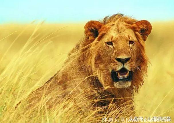 心理测试：3只狮子，哪只是画的，测出你的洞察力有多强