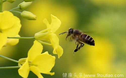 十二星座生气时变什么动物，白羊座是公鸡，天蝎座是愤怒的河豚！